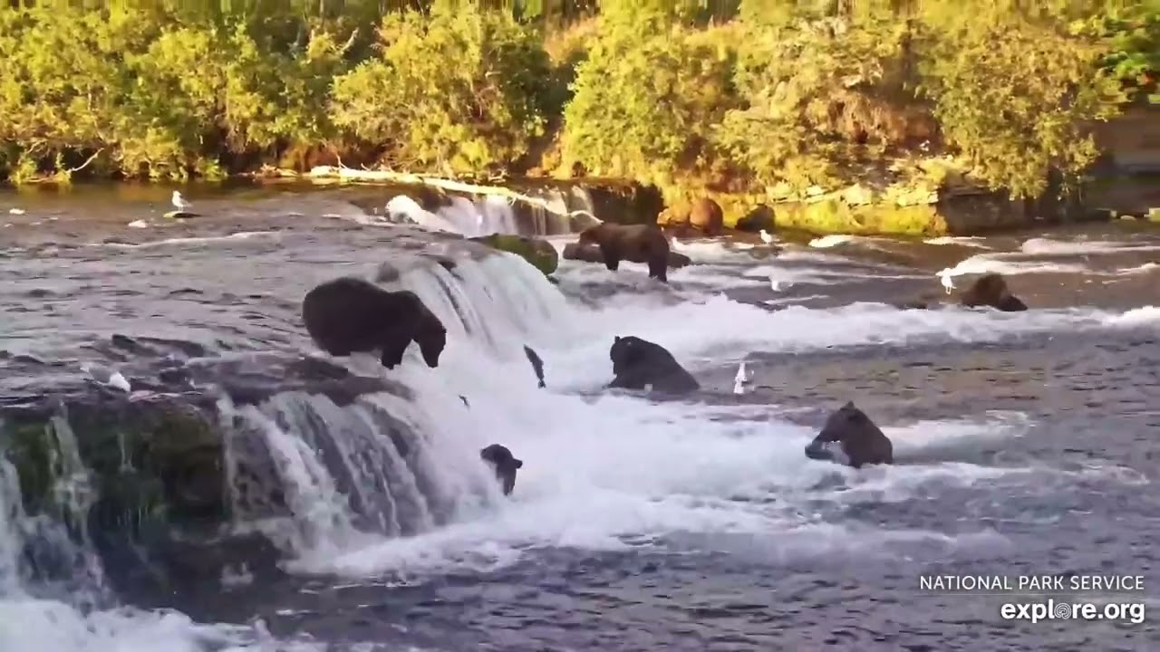 Evening bears 164, 32, 856, 820, more at Brooks Falls. Katmai, Alaska. 16 Aug 2025 (explore.org)