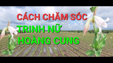 CÁCH CHĂM SÓC CÂY TRINH NỮ HOÀNG CUNG CÂY HUỆ CỦ