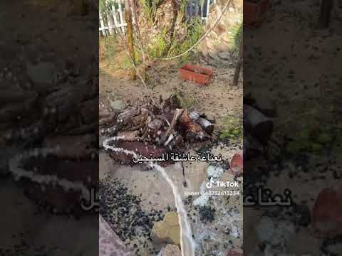 نعناعه عاشقة المستحيل اكبسلوررررررررر