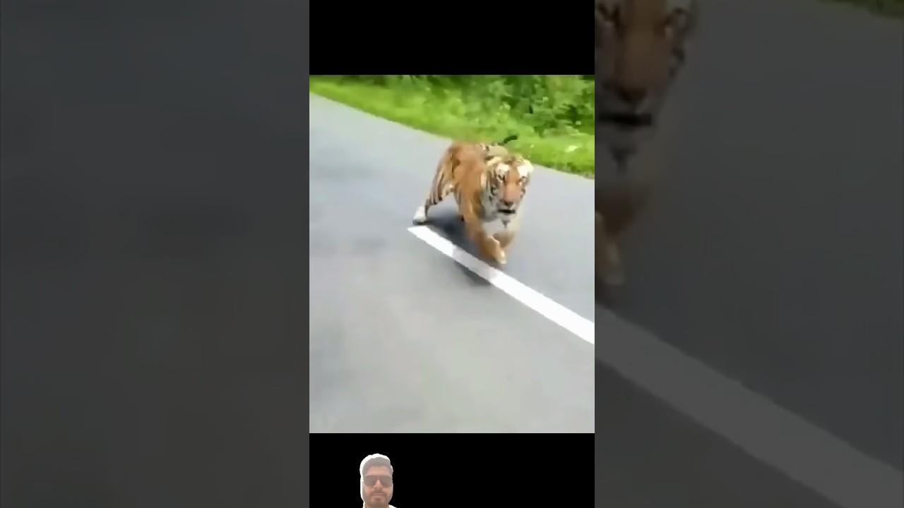 Tiger attack on tourrast 