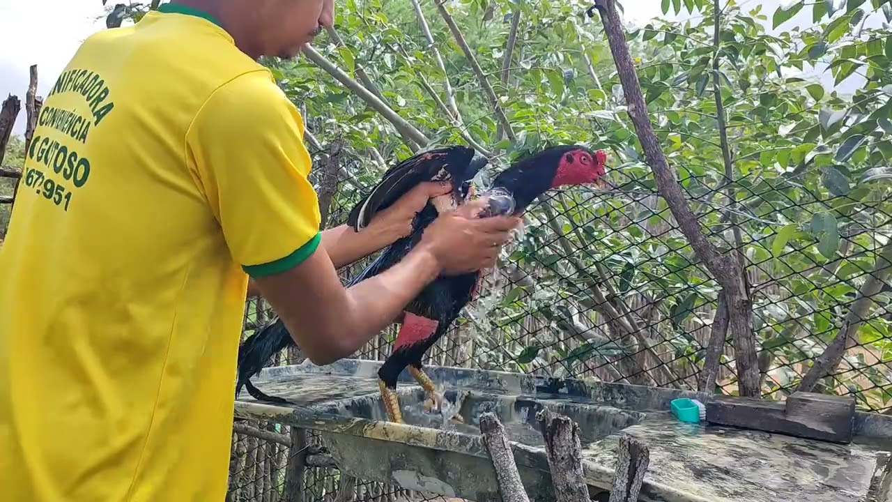 COMO DEIXAR SEU GALO EM ORDEM. VEJA AS MELHORES DICAS E MANEJOS!