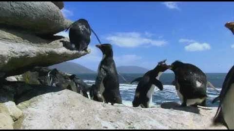 Penguins Spy in the Huddle now on DVD