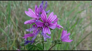 La malva silvestre -  Malva sylvestris