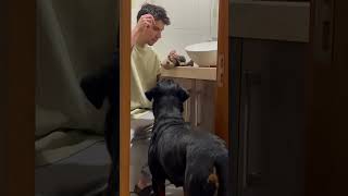 Dog Patiently Waits as Man Operates on Her Toy