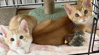 ミドくんあきらのお見合いがありました新入りさんと遊ぶ【花男兄妹ミドくん日記】Playing with newly sheltered kittens.