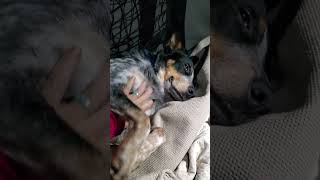#JackJack Scratches!