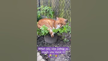 ☘️😸King of the catnip pot👑☘️        #cat #catshorts #catnip #catvideos #autumn #tortiecats