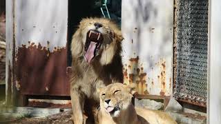サンとルナ　東山動植物園のライオン　2023年撮影