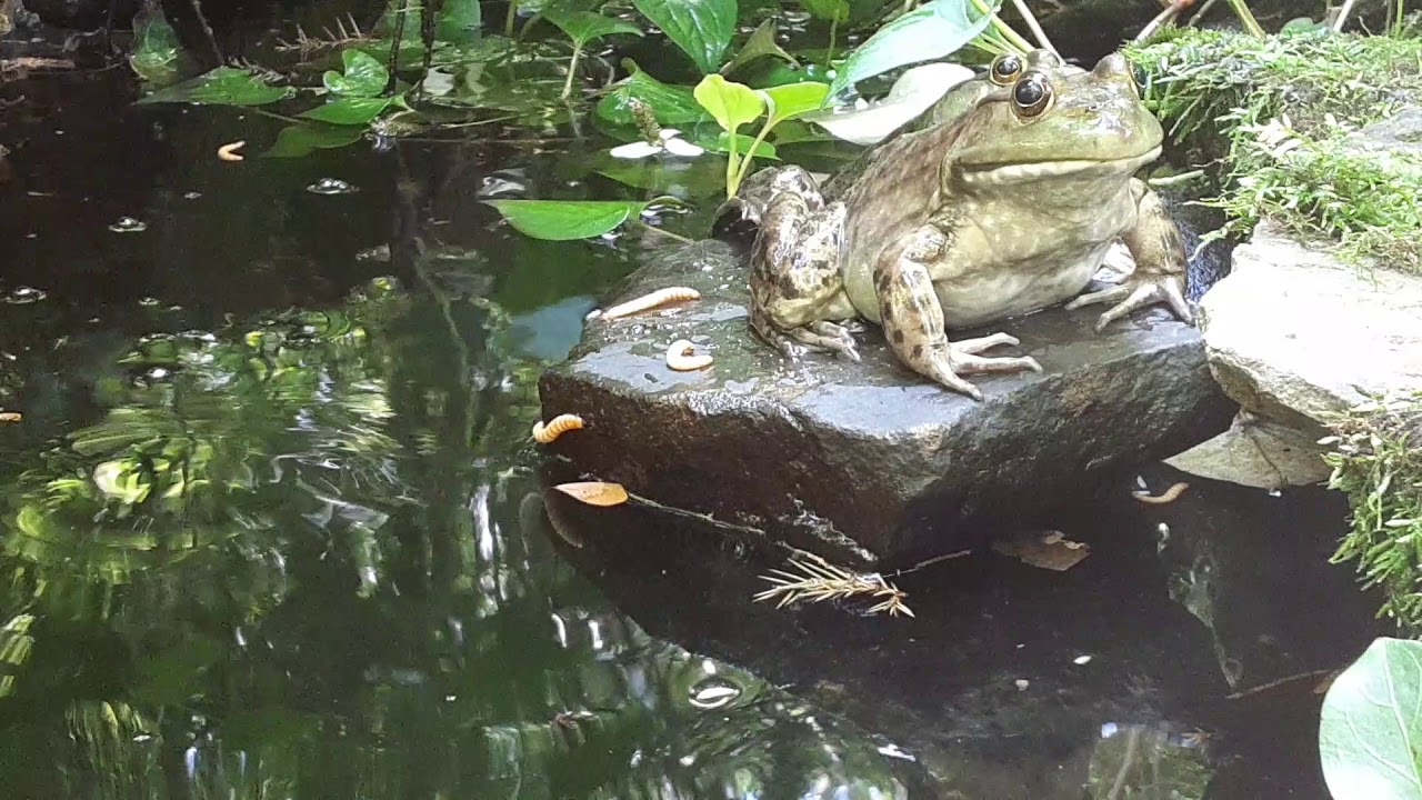 Bullfrogs practice mating YouTube