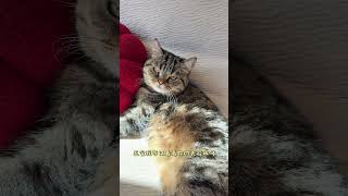 Ancient Cat Reading Method: Uncover Hidden Obstacles in Your Feline's Life