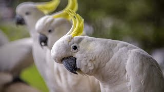 Sulphur crested cockatoo (Cacatua galerita) @YouTubeBirds