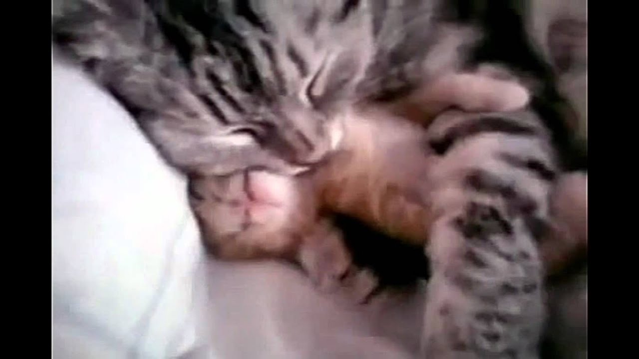 Кошка и котёнок - YouTube