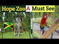 The Hope Zoo in Kingston Jamaica