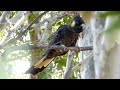 Yellow-tailed Black Cockatoo – Calyptorhynchus funereus