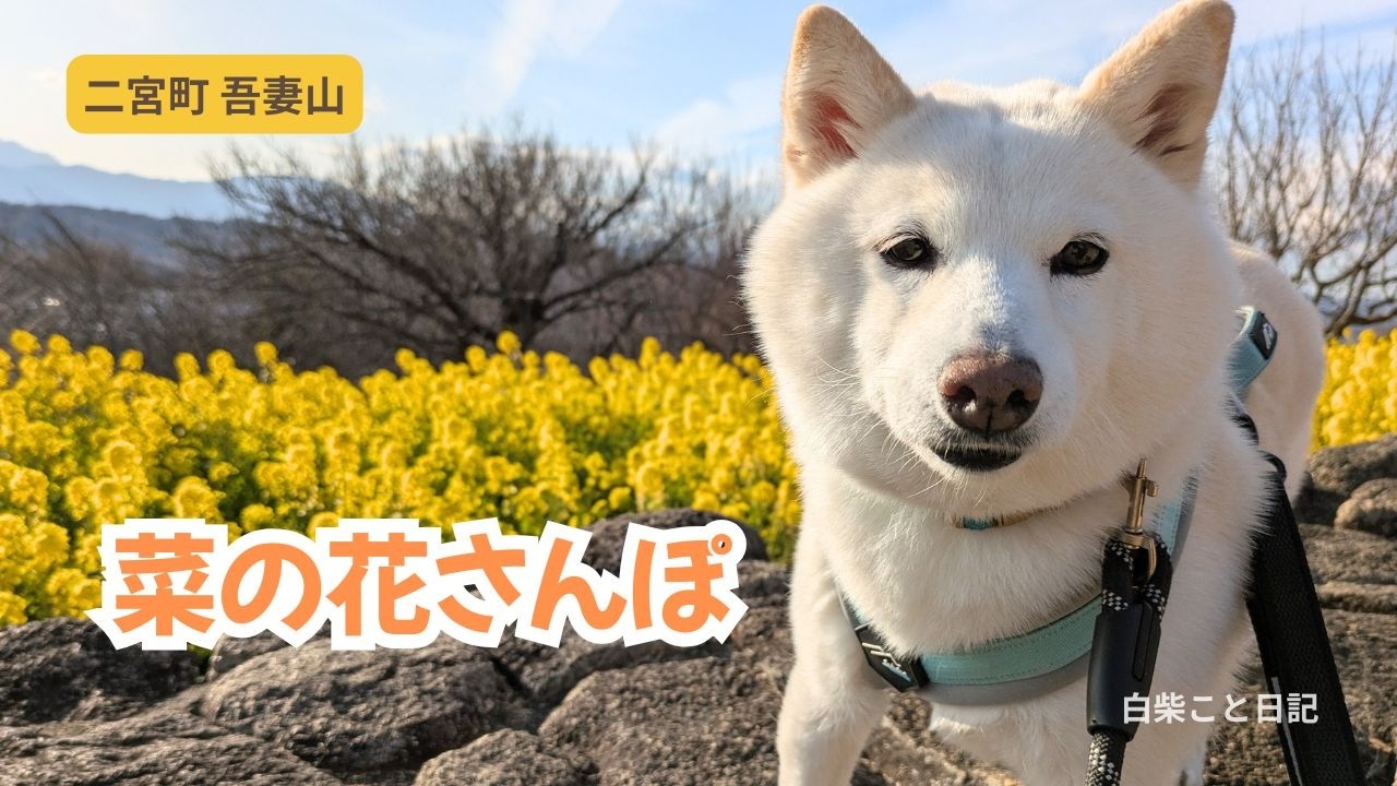 【春さんぽ】吾妻山の菜の花を見に行ってきました｜Spring Walk with a Shiba Inu
