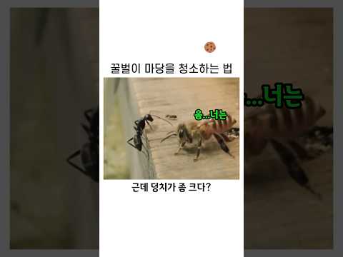 꿀벌이 개미를 상대하는 신박한 방법 thumbnail