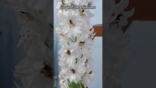 Elegant Delphiniums #beautiful #flowers #white #delphinium #shorts #galahad #perennial #blooms