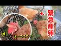 お散歩中にまさかの産卵！お腹痛いニワトリと、心配のクセが強い相棒【ニワトリ飼育】#114