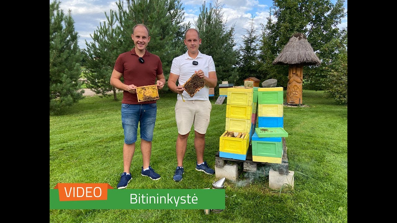 Patirtis bityne: kaip pakeisti bičių motinėles?