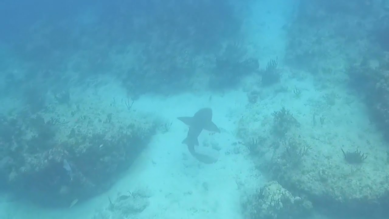 Sapphire Surprise! 10/23/2022