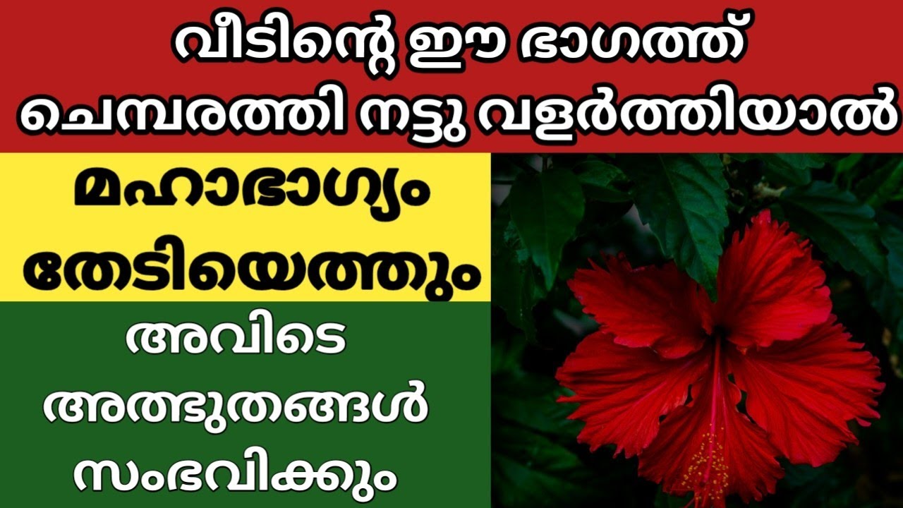 👉 വീട്ടിൽ ചെമ്പരത്തി ഉണ്ടോ? ഈ സ്ഥാനത്ത് നട്ടാൽ ജീവിതം തന്നെ മാറും | ഞെട്ടിക്കുന്ന ഫലങ്ങൾ