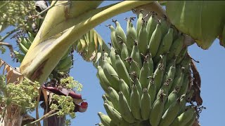 Mount Hope Community Garden creates a space of gathering