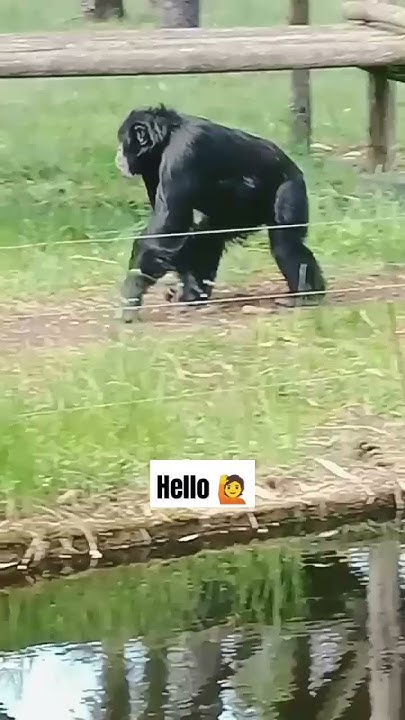 chimpanzee say hello 🙋🤣🤣🤣 #funny #monkey #cute #animals #song #music #
