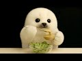🥬 Arale the Seal Enjoys Crunchy Awaji Island Lettuce 🦭✨#淡路島#南あわじ市