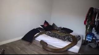 Girl Finds Large Snake In Her Bed