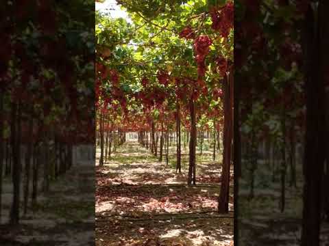 عنب كريمسون شركة طيبة م سيد طلبه ت01001171684