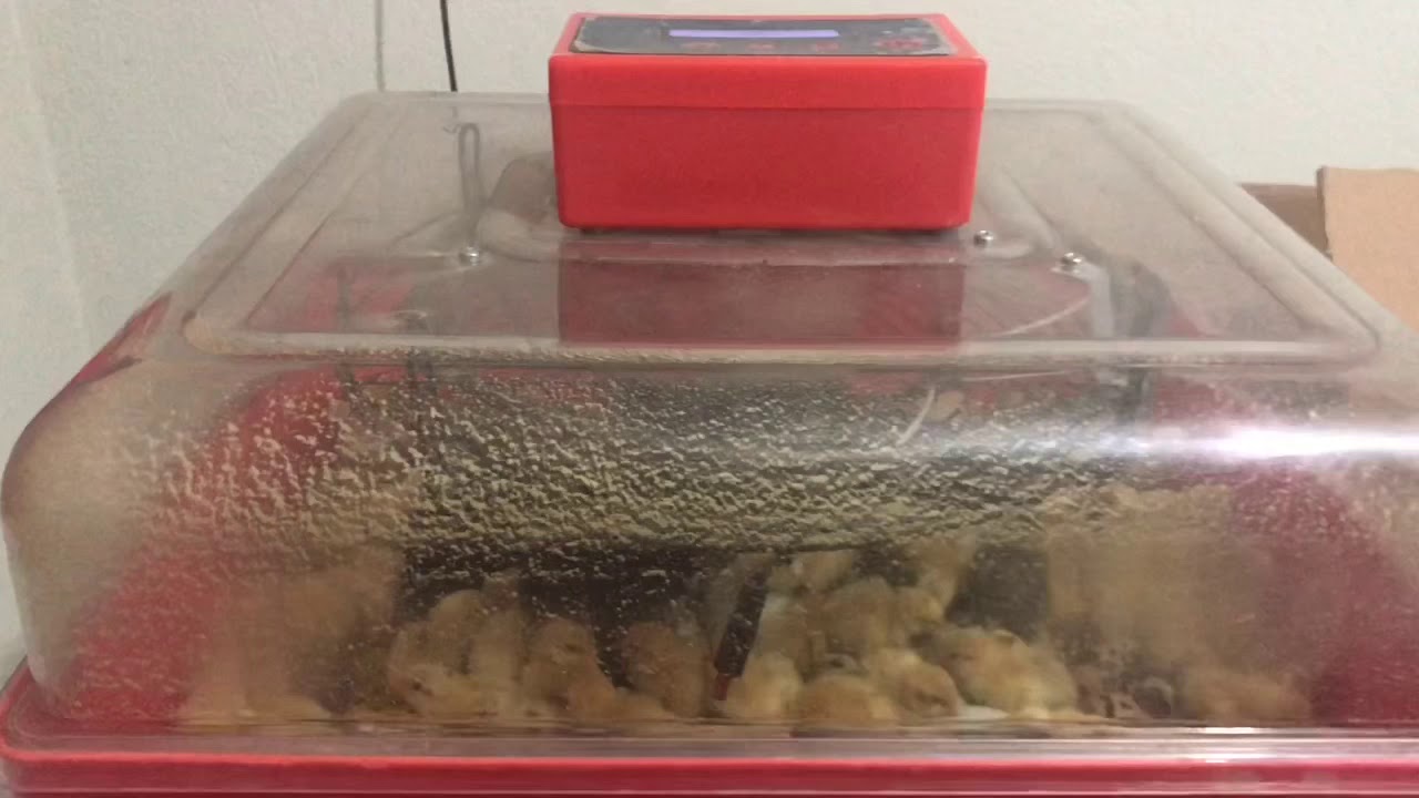 VGS 49 -VGS 50 kuluçka makinası civciv çıkımı ve civcivlerin ana kucağına aktarılması.