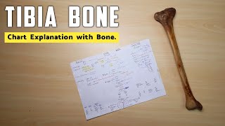 Tibia Bone Anatomy 3d | Part 3 | Chart Explanation with Tibia Bone