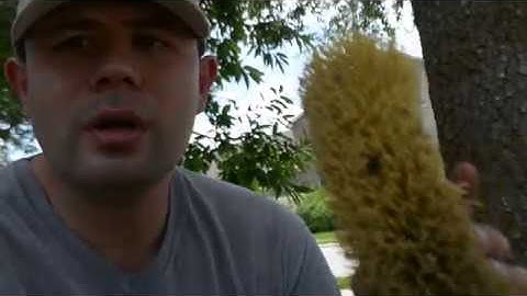 Manual Root Flare Excavation