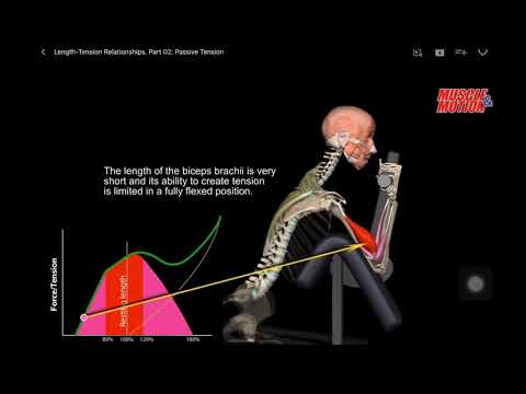 Length -Tension Relationships Part02 Passive Tension