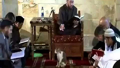Cat Interrupts an Imam in a mosque SEE HIS REACTION