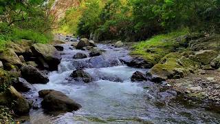 Relaxing River Sounds for Study and Deep Focus | Water Ambience
