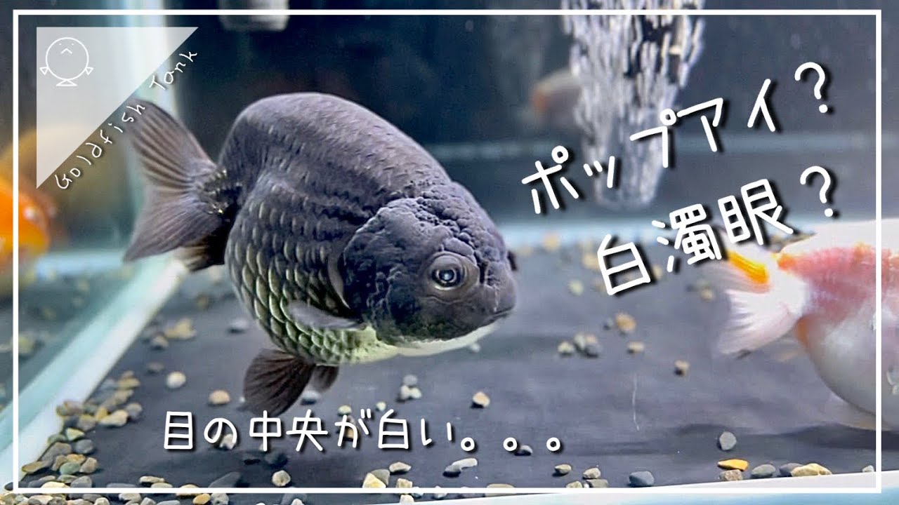 金魚 ポップ アイ