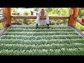 700 sold a day?! Amazing Pancake Master Grandma! Traditional Green Onion Pancakes - Korean food