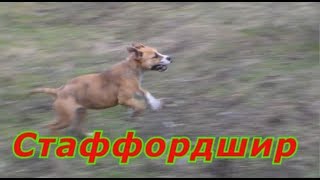 Супер бойцовая собака Американский стаффордширский терьер выгул любимчика !!! Супер бойцовая собака Американский стаффордширский терьер выгул любимчика !!!