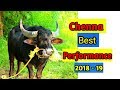Kambala - Chenna best performance 2018-19
