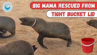 Big Mama Rescued From Tight Bucket Lid