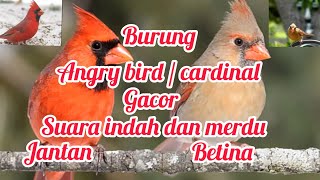 Angry bird / Cardinal gacor ,suara merdu