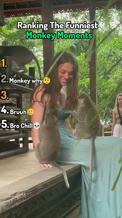 Ranking The Funniest Monkey Moments #monkey #monkeys #tiktok #ranking