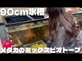 90cm水槽を贅沢に使ったミックスメダカのビオトープ🪷✨