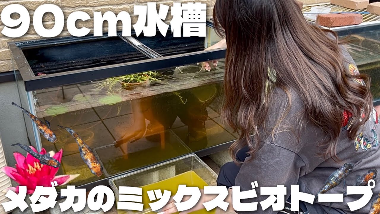 90cm水槽を贅沢に使ったミックスメダカのビオトープ🪷✨