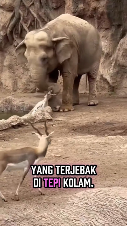Kasih sayang tak mengenal batas, bahkan hewan pun saling peduli ❤️🐘#KasihSayangAlam #Pelajaranhidup