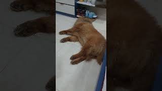 #song #viral #chowchowshortvideo #pets #fluffydog #funny #dream #animals