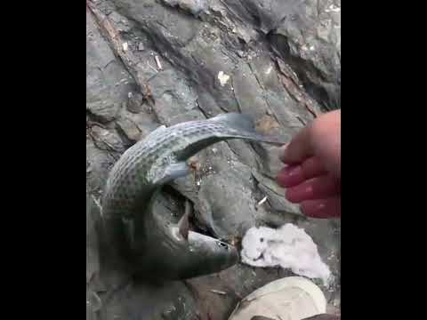 صيد سمك البوري العنيد باستخدام الخبز تقنية واستراتيجية