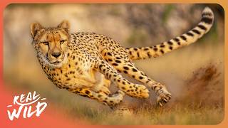 NATURE'S MOST EXTREME ANIMAL SURVIVAL STORIES IN AFRICA