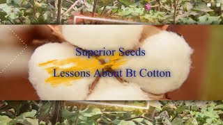 Superior Seeds: Lessons About Bt Cotton by AfriCenter 45 views 1 year ago 5 minutes, 35 seconds